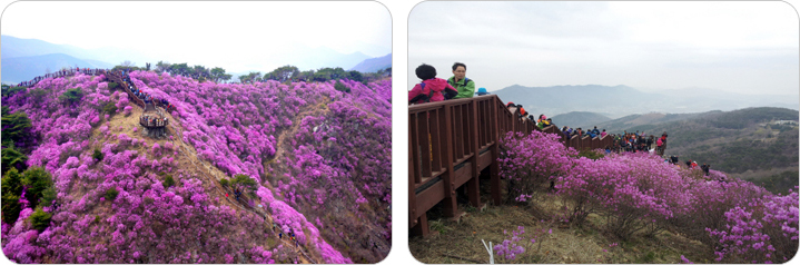 고려산 진달래 축제